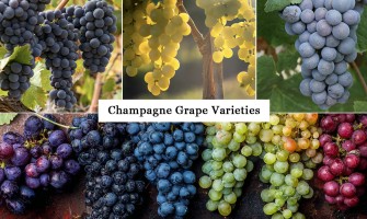 Champagne Grape Varieties: The Famous Three and the Forgotten Four