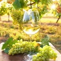 Sauvignon Blanc Wine Gifts