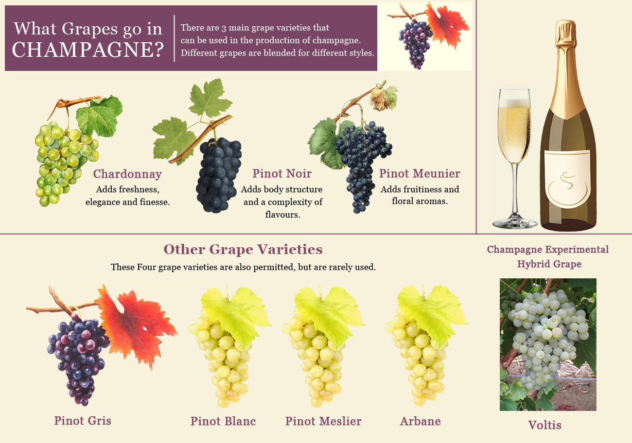 Types Of Champagne Grapes Types Of Champagne Grapes